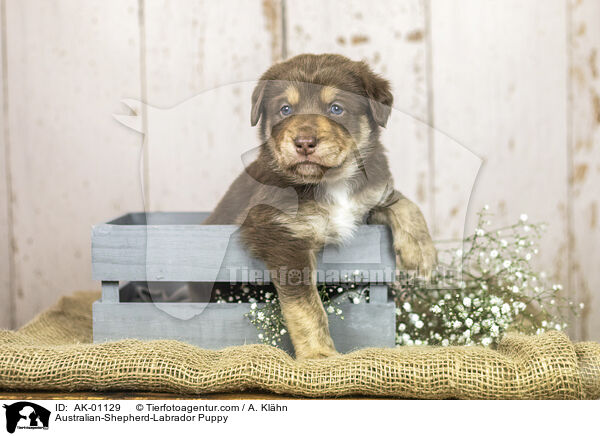 Australian-Shepherd-Labrador Puppy / AK-01129