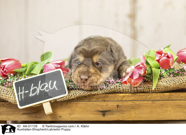 Australian-Shepherd-Labrador Puppy / AK-01139