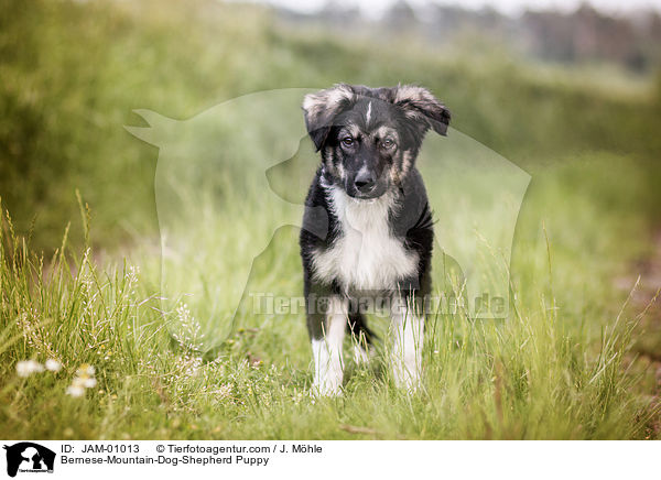 Berner-Sennenhund-Schferhund Welpe / Bernese-Mountain-Dog-Shepherd Puppy / JAM-01013