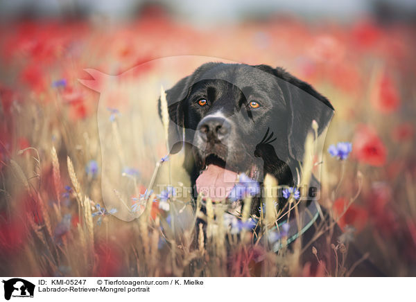 Labrador-Retriever-Mix Portrait / Labrador-Retriever-Mongrel portrait / KMI-05247