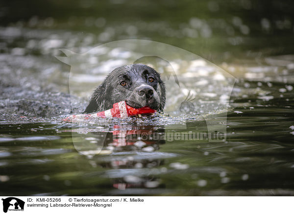 schwimmender Labrador-Retriever-Mix / swimming Labrador-Retriever-Mongrel / KMI-05266
