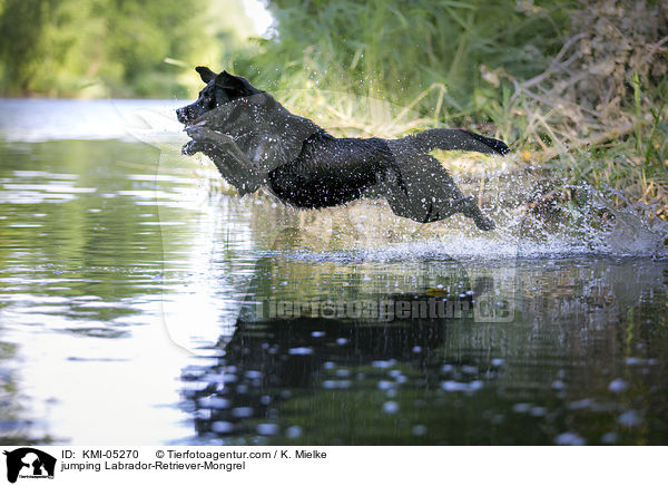 springender Labrador-Retriever-Mix / jumping Labrador-Retriever-Mongrel / KMI-05270