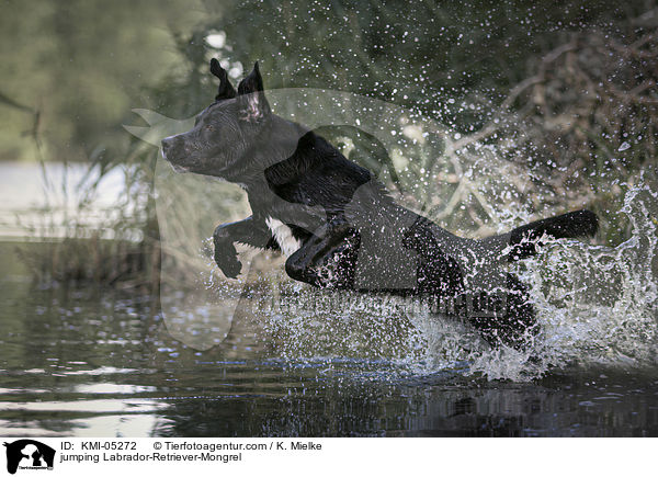 springender Labrador-Retriever-Mix / jumping Labrador-Retriever-Mongrel / KMI-05272