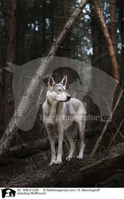 stehender Wolfshund / standing Wolfhound / SIB-01229