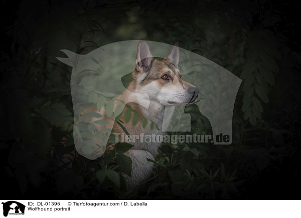 Wolfshund Portrait / Wolfhound portrait / DL-01395