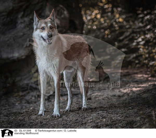 stehender Wolfshund / standing Wolfhound / DL-01399