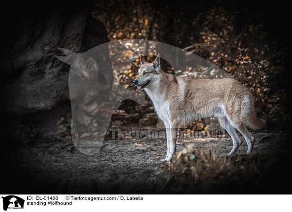 stehender Wolfshund / standing Wolfhound / DL-01400