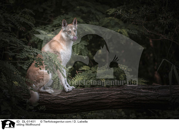 sitzender Wolfshund / sitting Wolfhound / DL-01401