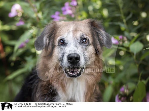 Labrador-Retriever-Schferhund-Mischling Portrait / Labrador-Retriever-Shepherd-Mongrel portrait / JAM-01249