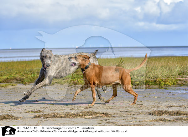 American-Pit-Bull-Terrier-Rhodesian-Ridgeback-Mongrel with Irish Wolfhound / YJ-16013
