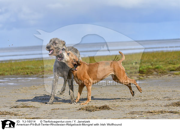 American-Pit-Bull-Terrier-Rhodesian-Ridgeback-Mongrel with Irish Wolfhound / YJ-16014