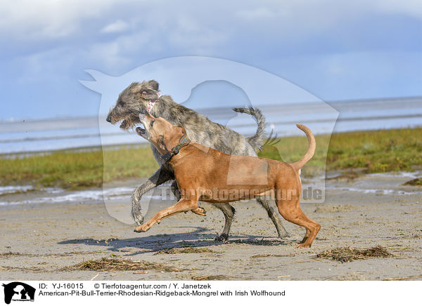 American-Pit-Bull-Terrier-Rhodesian-Ridgeback-Mongrel with Irish Wolfhound / YJ-16015