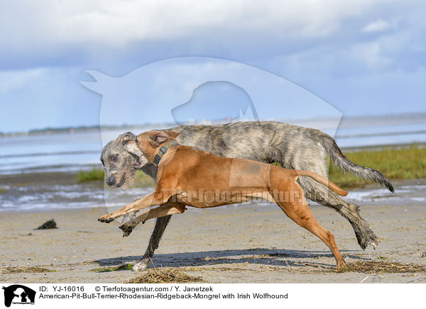 American-Pit-Bull-Terrier-Rhodesian-Ridgeback-Mongrel with Irish Wolfhound / YJ-16016