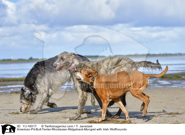 American-Pit-Bull-Terrier-Rhodesian-Ridgeback-Mongrel with Irish Wolfhounds / YJ-16017