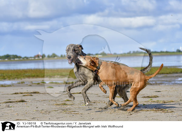 American-Pit-Bull-Terrier-Rhodesian-Ridgeback-Mongrel with Irish Wolfhound / YJ-16018
