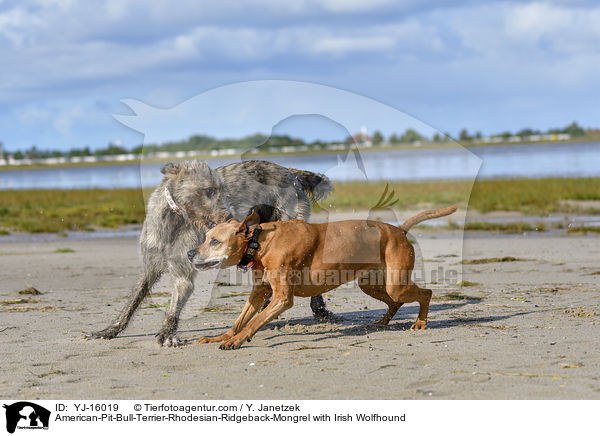 American-Pit-Bull-Terrier-Rhodesian-Ridgeback-Mongrel with Irish Wolfhound / YJ-16019