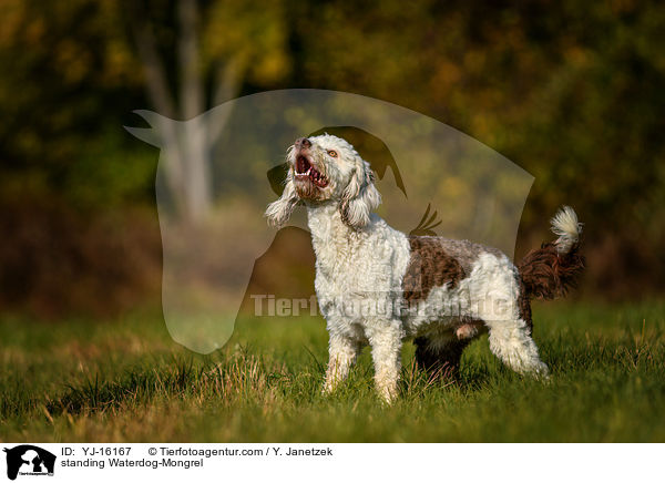stehender Wasserhund-Mischling / standing Waterdog-Mongrel / YJ-16167
