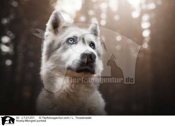 Husky-Mischling Portrait / Husky-Mongrel portrait / LT-01251