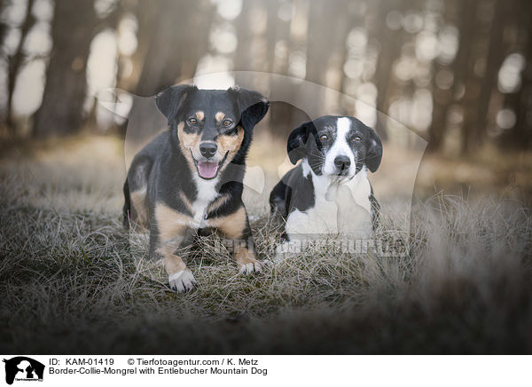 Border-Collie-Mischling mit Entlebucher Sennenhund / Border-Collie-Mongrel with Entlebucher Mountain Dog / KAM-01419