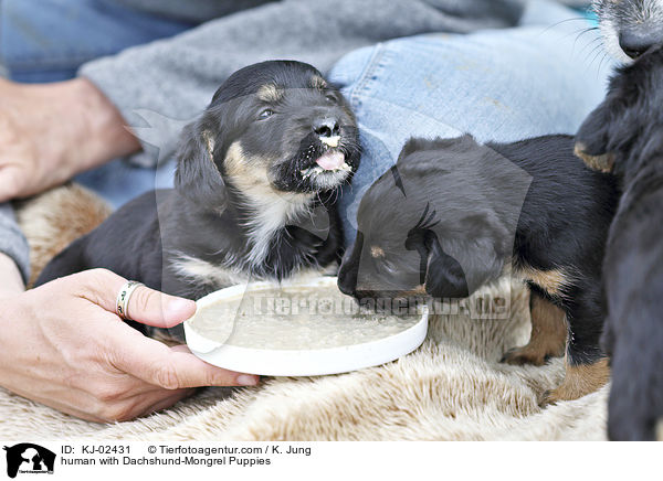 human with Dachshund-Mongrel Puppies / KJ-02431