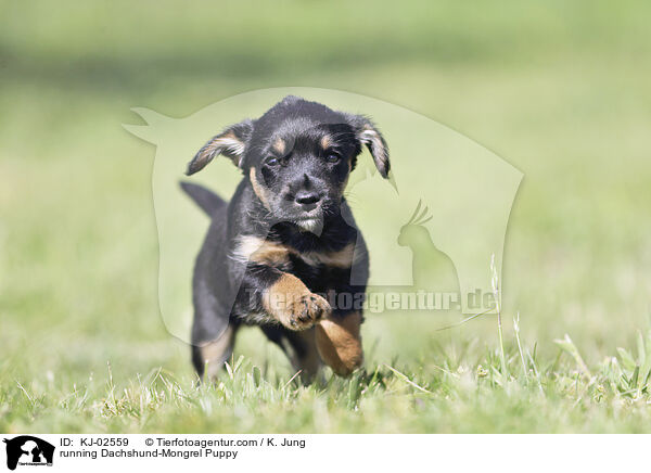 running Dachshund-Mongrel Puppy / KJ-02559