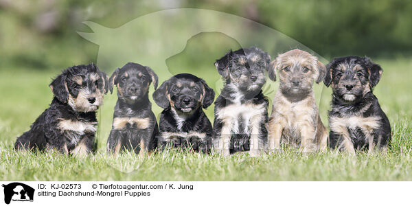 sitting Dachshund-Mongrel Puppies / KJ-02573