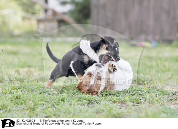 Dachshund-Mongrel Puppy with  Parson Russell Terrier Puppy / KJ-02693