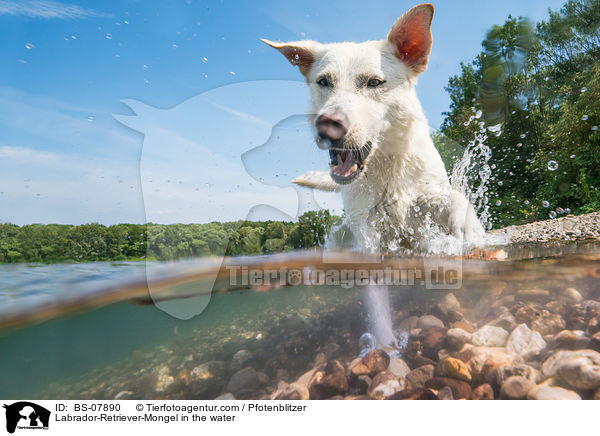 Labrador-Retriever-Mongel in the water / BS-07890