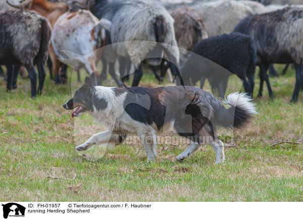 rennender Htehund / running Herding Shepherd / FH-01957