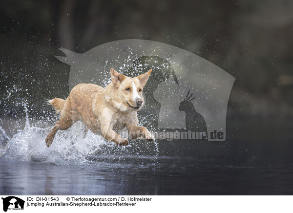 jumping Australian-Shepherd-Labrador-Retriever / DH-01543