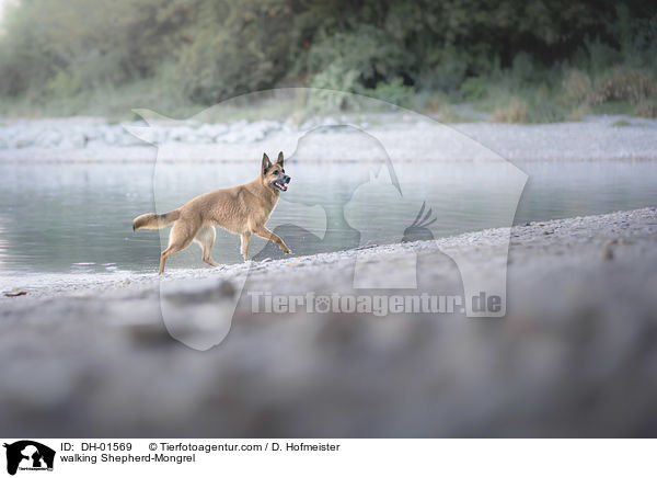 laufender Schferhund-Mischling / walking Shepherd-Mongrel / DH-01569