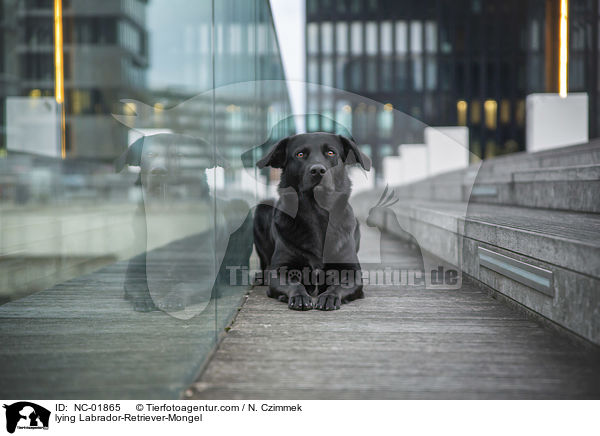 liegender Labrador-Retriever-Mischling / lying Labrador-Retriever-Mongel / NC-01865