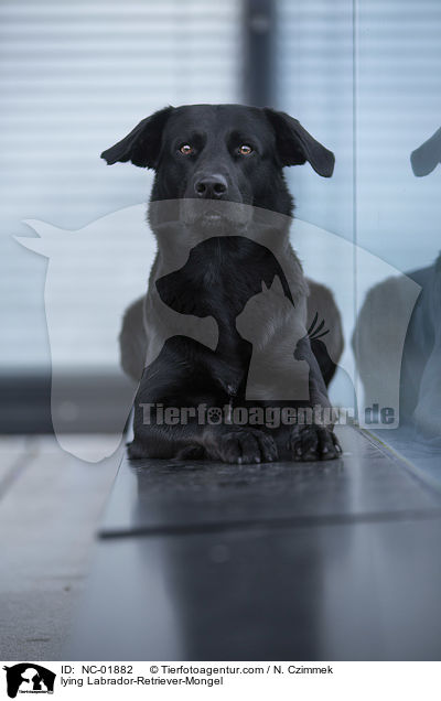 liegender Labrador-Retriever-Mischling / lying Labrador-Retriever-Mongel / NC-01882