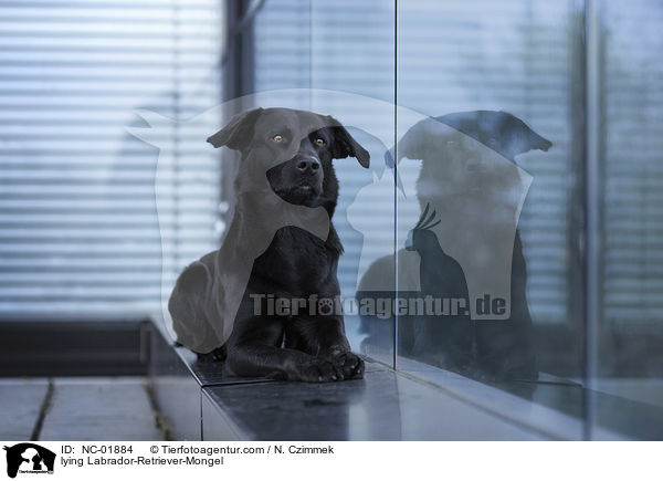 liegender Labrador-Retriever-Mischling / lying Labrador-Retriever-Mongel / NC-01884