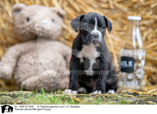 Deutscher-Boxer-Mischling Welpe / German-Boxer-Mongrel Puppy / HSP-01298