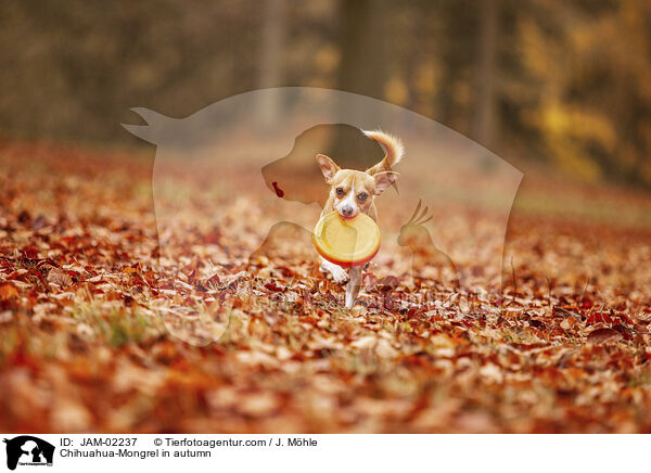 Chihuahua-Mongrel in autumn / JAM-02237