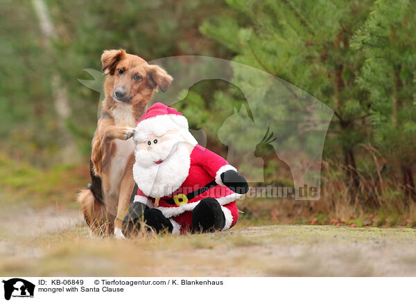 Mischling mit Weihnachtsmann / mongrel with Santa Clause / KB-06849