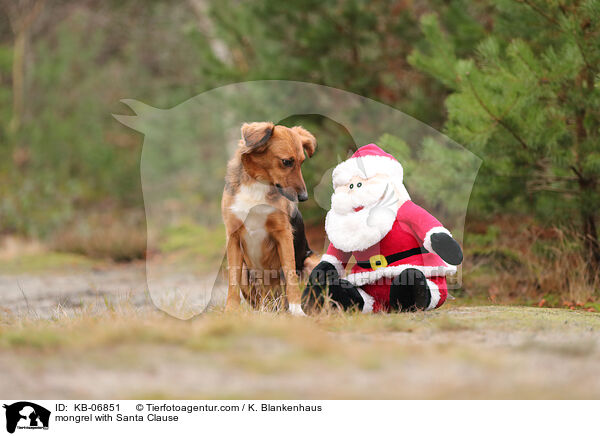 Mischling mit Weihnachtsmann / mongrel with Santa Clause / KB-06851