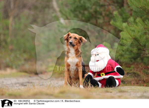 Mischling mit Weihnachtsmann / mongrel with Santa Clause / KB-06852