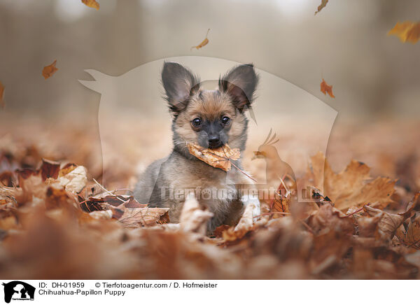 Chihuahua-Papillon Puppy / DH-01959