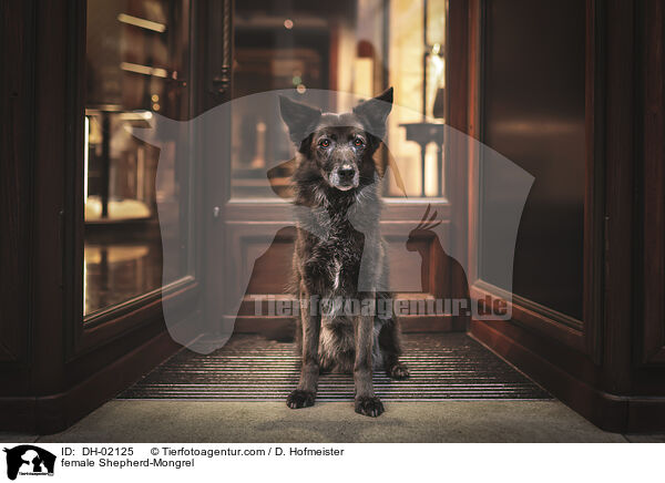 Schferhund-Mischling Hndin / female Shepherd-Mongrel / DH-02125