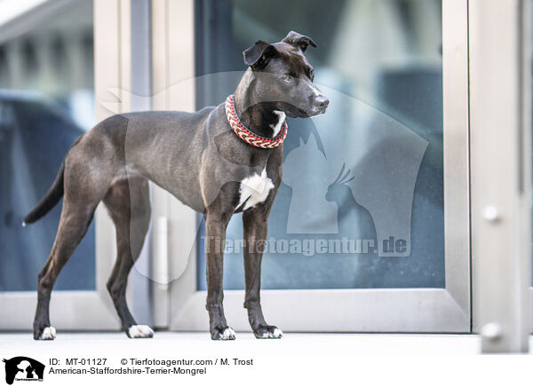 American-Staffordshire-Terrier-Mix / American-Staffordshire-Terrier-Mongrel / MT-01127