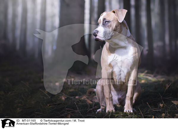 American-Staffordshire-Terrier-Mix / American-Staffordshire-Terrier-Mongrel / MT-01165