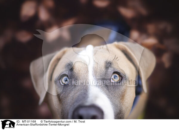 American-Staffordshire-Terrier-Mongrel / MT-01168