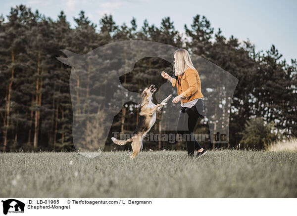 Schferhund-Mischling / Shepherd-Mongrel / LB-01965