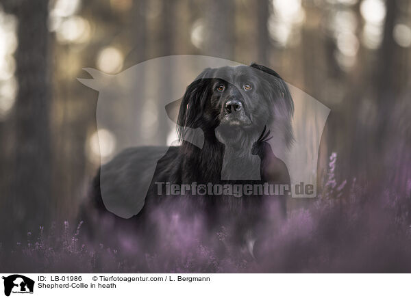 Schferhund-Collie in der Heide / Shepherd-Collie in heath / LB-01986