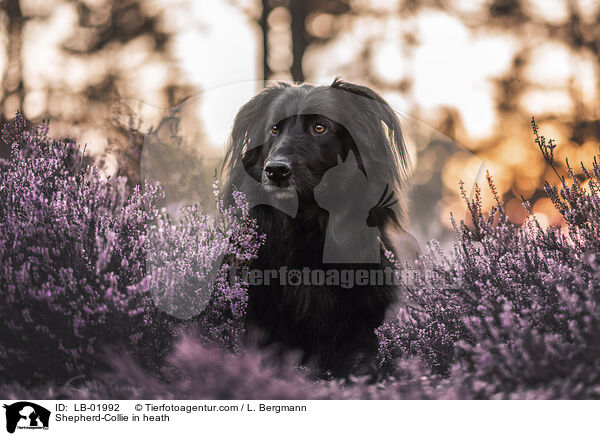 Schferhund-Collie in der Heide / Shepherd-Collie in heath / LB-01992