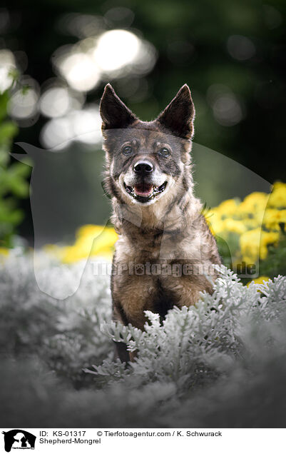 Schferhund-Mischling / Shepherd-Mongrel / KS-01317