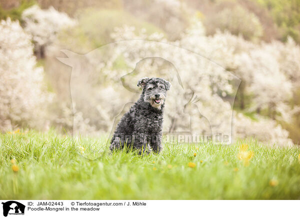 Pudel-Mischling auf der Wiese / Poodle-Mongrel in the meadow / JAM-02443