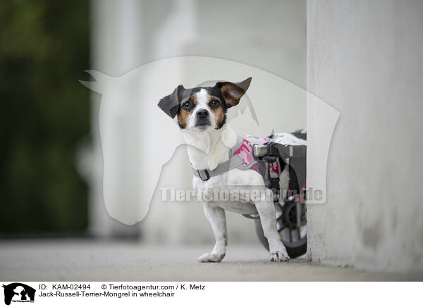 Jack-Russell-Terrier-Mongrel in wheelchair / KAM-02494